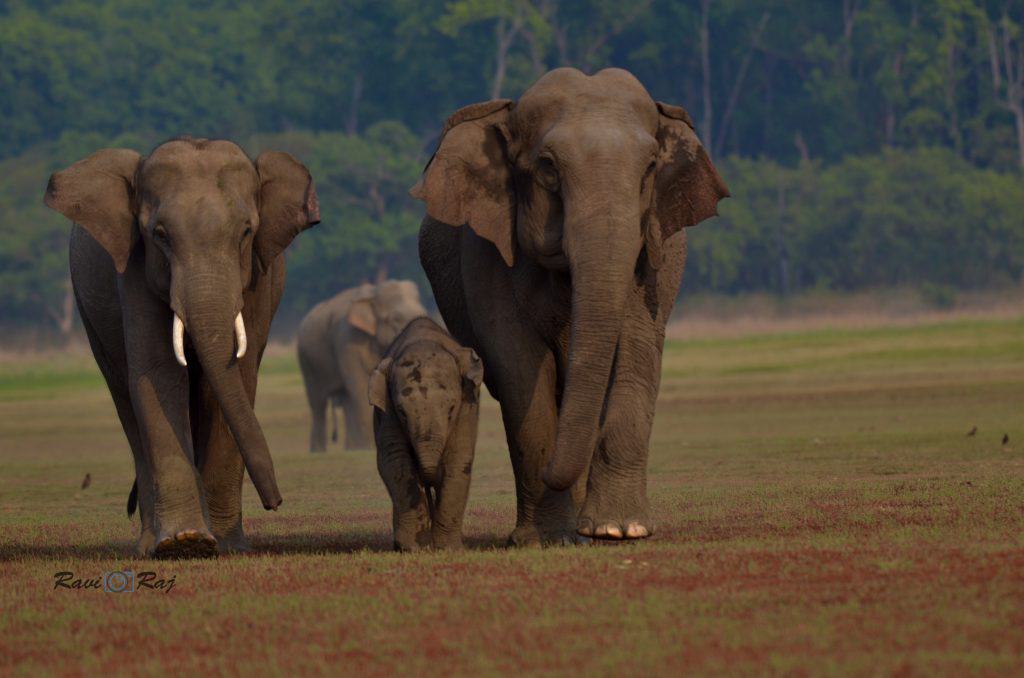 Jim Corbett National Park is the world’s 10th most beautiful National Park 2 Elephants at Jim Corbett National Park