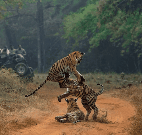 Jim Corbett National Park