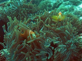 Anemone fish in Lakshadweep atolls Image credit PoojaRathod via Wikipedia Commons