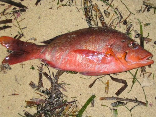 Fishing in Lakshadweep