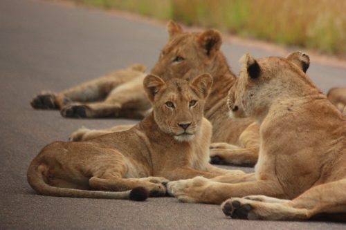 Kruger National Park- South Africa- Romantic Retreats