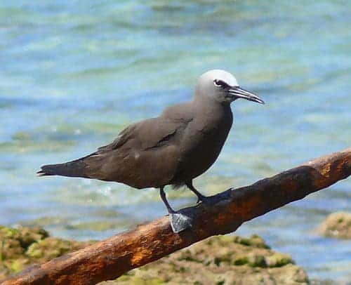 5651698600 1fd2922593 c scaled Explore the Hidden Gems of Lakshadweep - A name that means ' 100,000 Islands'