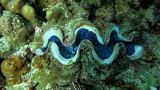 Giant clam, Minicoy, Lakshadweep  Image credit PoojaRathod via Wikipedia Commons