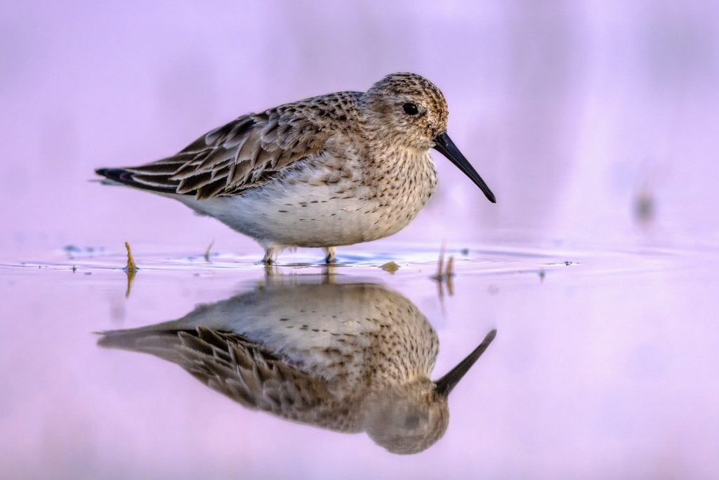 Birdwatching: Dunlin (Calidris alpina) is a small Wader. Bird Wading in shallow Water of Wetland during Migration. Extremadura, Spain. Wildlife Scene of Nature in Europe (Image credit: ZEISS Group)