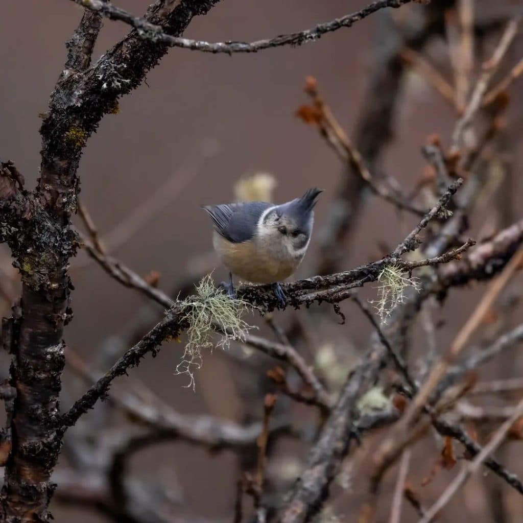 Nimachen_Slender billed Scimitar Babbler_photo by Sushil Chikane