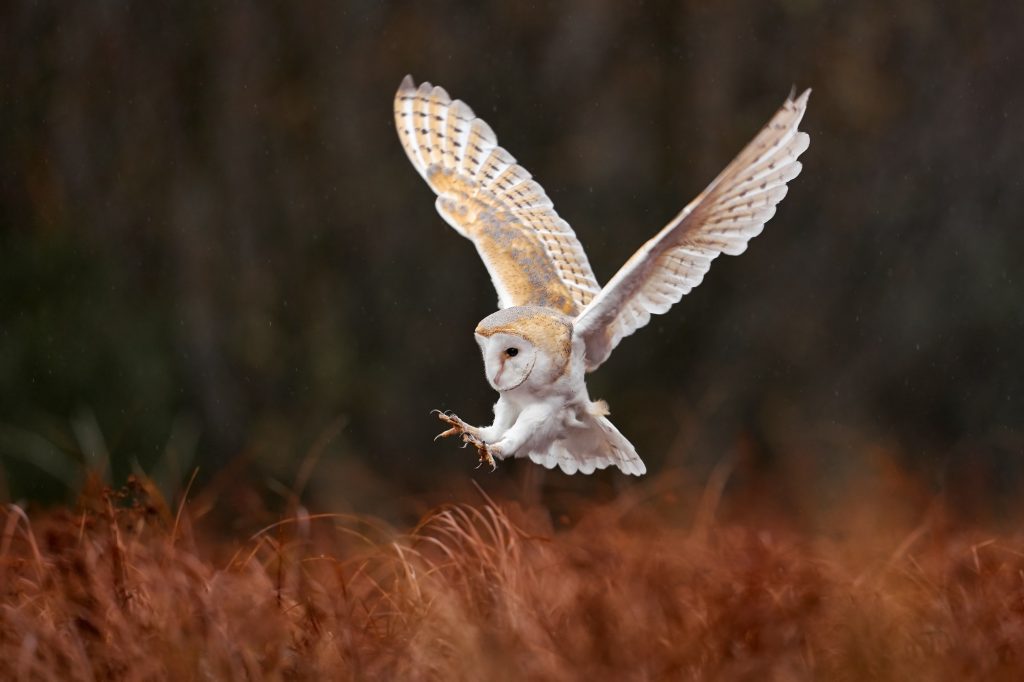 Owl landing flight with open wings. Barn Owl, Tyto alba, flight above red grass in the morning. Wildlife bird scene from nature. Cold morning sunrise, animal in the habitat. Bird in the forestm France. (Image credit: ZEISS Group)