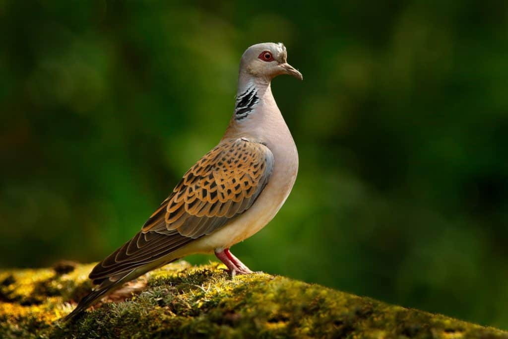 Turtle dove, Streptopelia turtur, Pigeon forest bird in the nature habitat, green background, Germany. Wildlife scene from green forest. Dove in nature wood habitat. Big bird in vegetation. (Image credit: ZEISS Group)