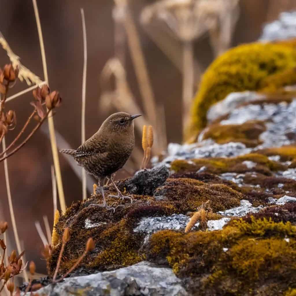 Zuluk_Eurasian Winter Wren_photo by Sushil Chikane