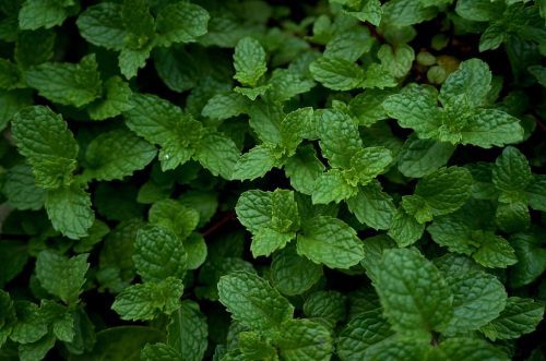 Winter herbs to add flavour