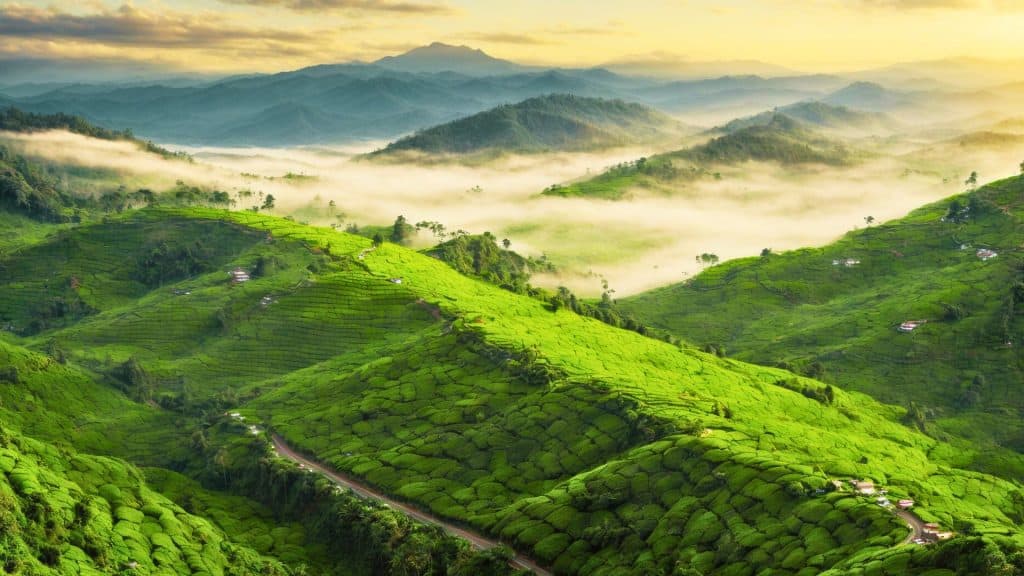 Lockhart Tea Factory Plantation- Munnar