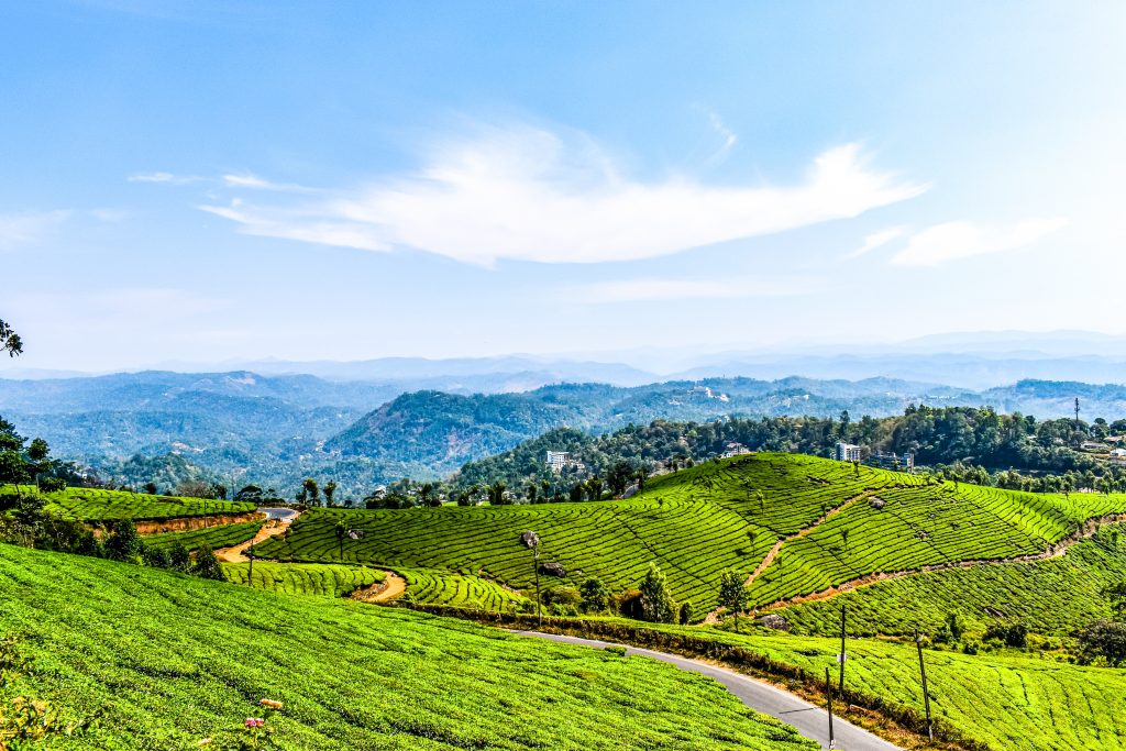 Tea Garden, Munnar  (India's 12 Must-Visit Hill Destinations)