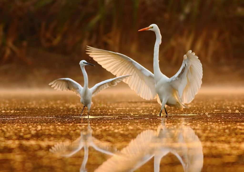 Keoladeo National Park, Rajasthan