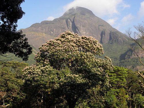 Agastyarkoodam view from Athirumala base camp 02 scaled Pathways to Panorama: 5 Wonderful Trekking Trails of the Western Ghats of South India