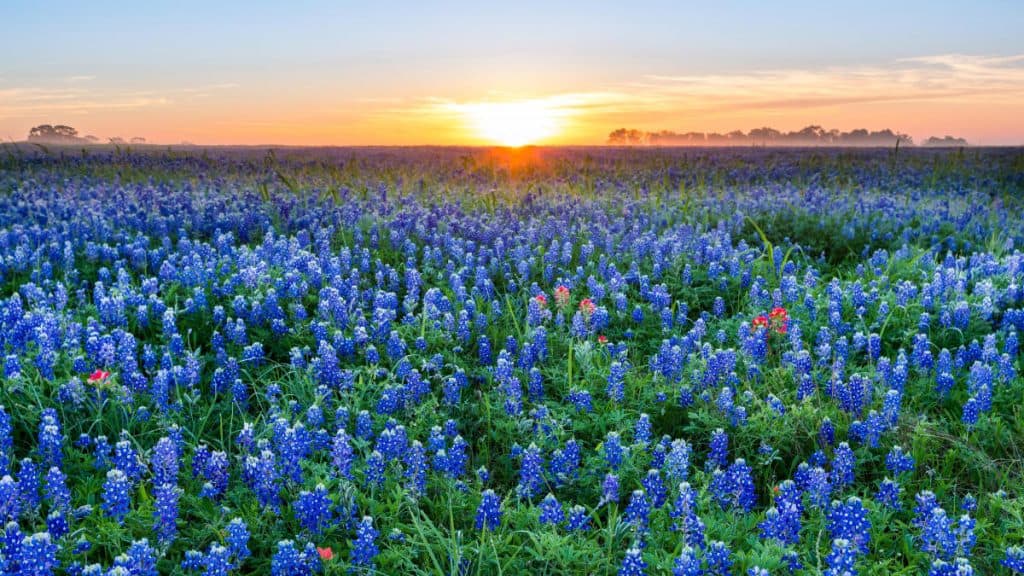 Bluebonnet Fields 