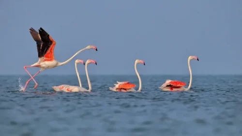 Greater Flamingo birds in Chilika Lake Odisha 259605 pixahive scaled Avian Wonders: 10 Best Wetlands for Bird Watching in India