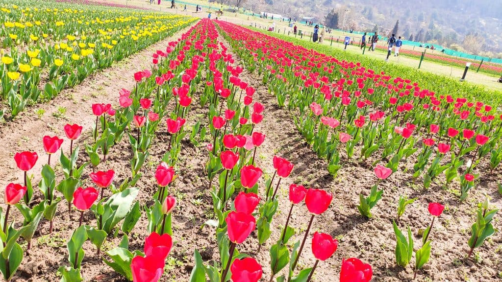 Gulmarg Valley (India's 12 Must-Visit Hill Destinations)