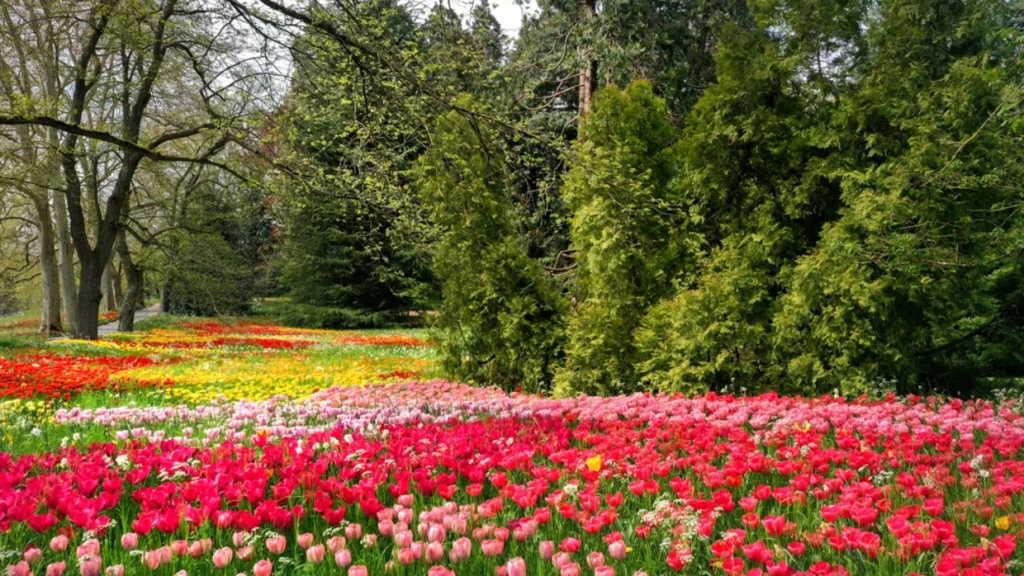 Tulip meadow- Mainau Island