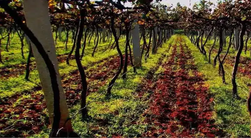 The 410-acre vineyard owned by the firm is located near Doddaballapura, about 47 kilometers from Bangalore's MG Road, on the foothills of the scenic Nandi Hills. Courtesy: Bangalore Wine Trails and Goa.App