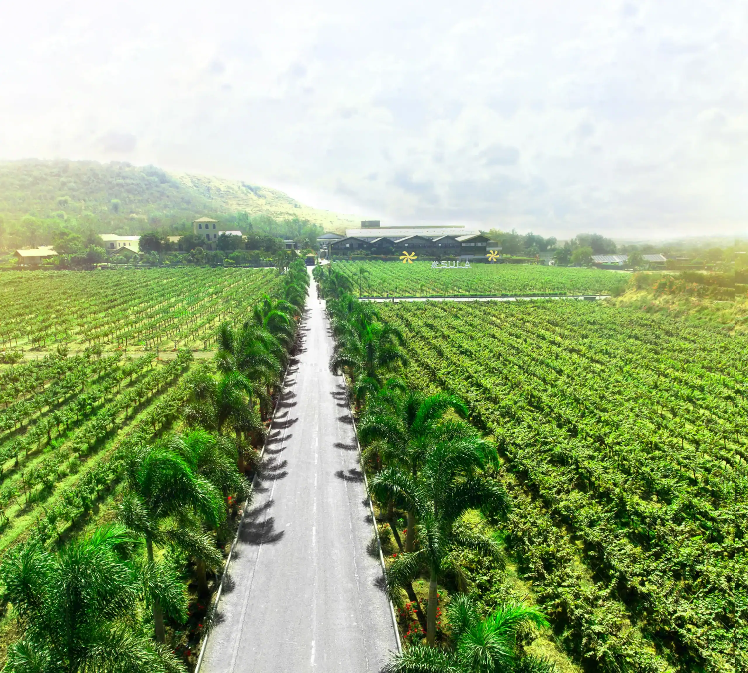 In the Indian wine sector, Sula has developed and made a name for itself as a leader, inventor, and pioneer. Courtesy: Sula Vineyard Website