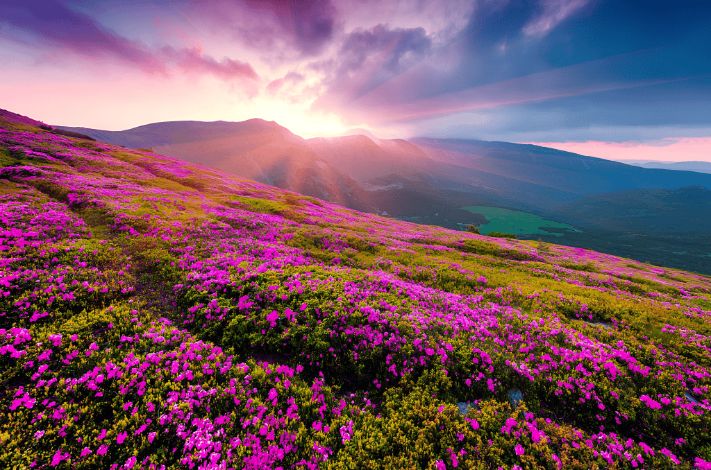 Uttarakhand's the Valley of Flowers is famed for its vibrant alpine blooms and spiritual aura