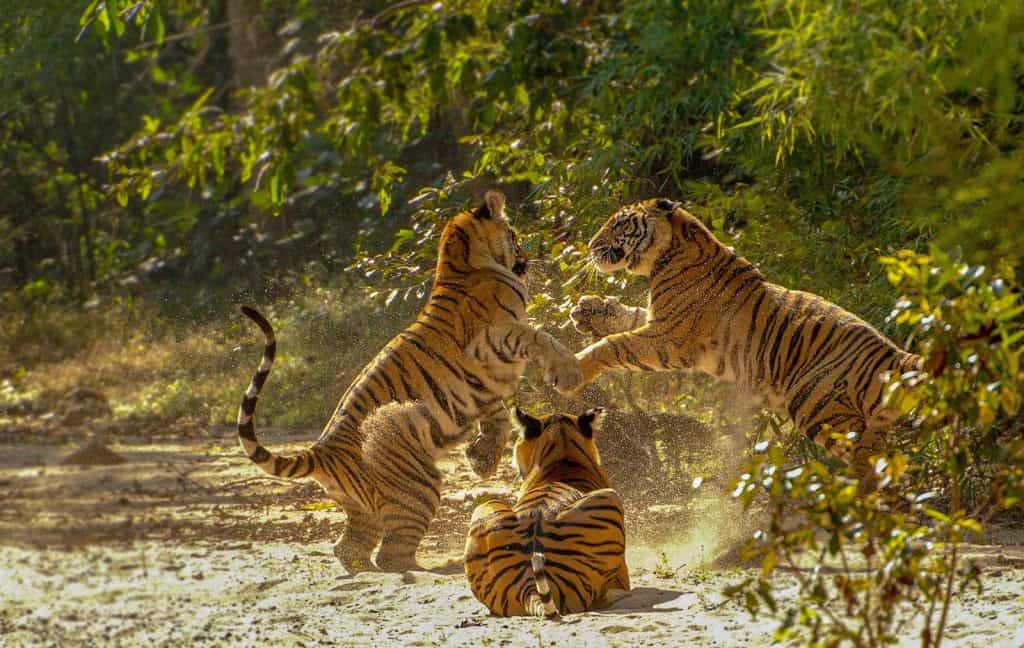‘Incredible Madhya Pradesh’ tops tourist charts with 134.1 million visitors in 2024 3 ‘Incredible Madhya Pradesh’ tops tourist charts with 134.1 million visitors in 2024