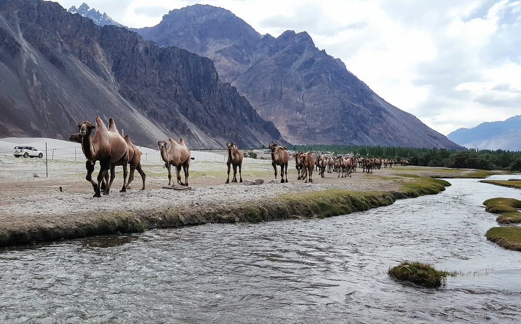 Best Trekking Trails of Ladakh - 10 Wild trails where earth touches the sky 7 Best Trekking Trails of Ladakh - Nubra Valley