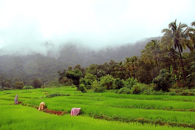Avelam hike in Netravali Wildlife Sanctuary is a journey into the state’s lush hinterland. Image courtesy: v via Wikkimedia commons
