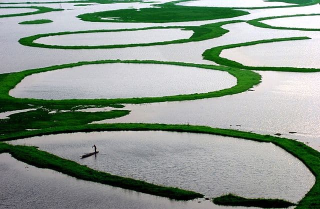 . The Phumdi system represents a rare ongoing ecological process, with mats forming through the natural accumulation of plant matter and silt. Image Courtesy: Sudiptorana via Wikkimedia commons