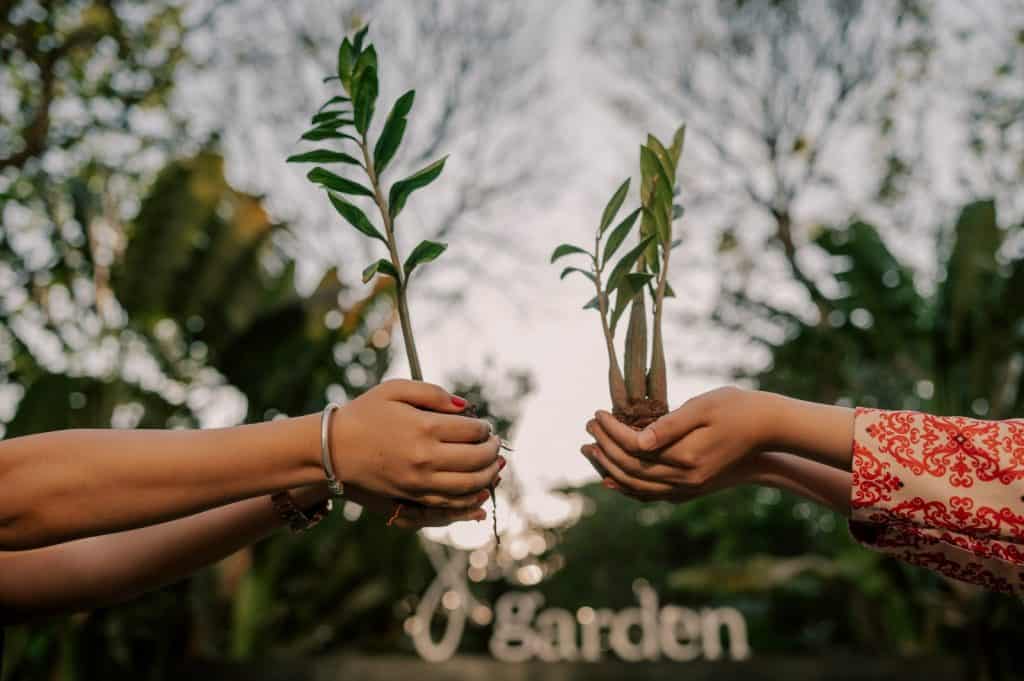 Marriott India plants 100,000 trees on World Environment Day 2025 1 Marriott India plants 100,000 trees on World Environment Day 2025