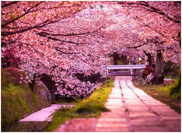 Meghalaya announces Cherry Blossom Festival 2025 featuring Jason Derulo and The Script