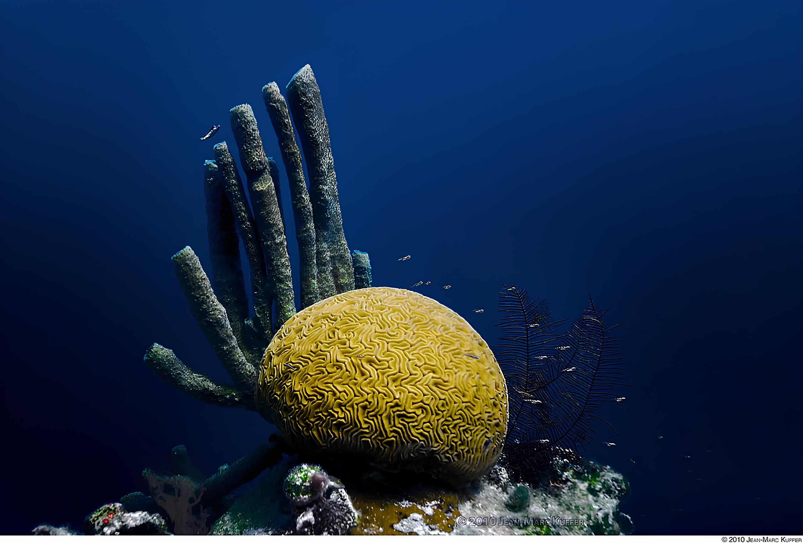 Brain coral in the Great Blue Hole, Belize Barrier Reef. Courtesy Wikimedia Commons
