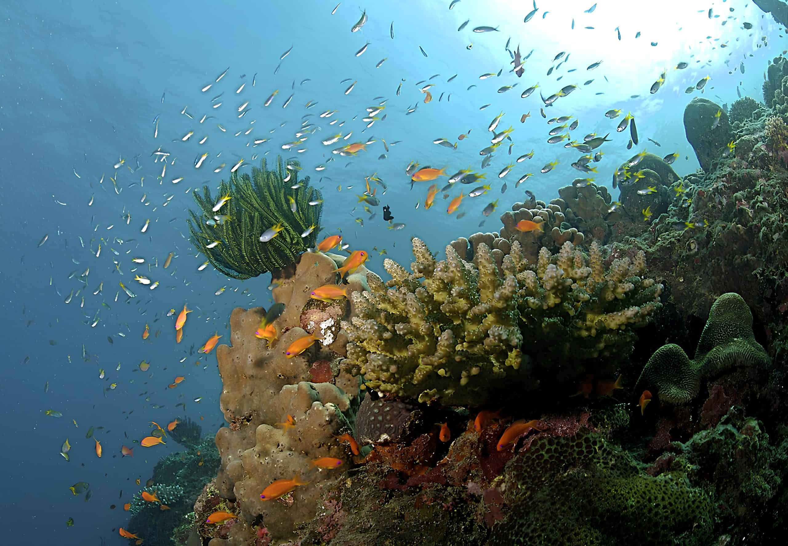 Coral reef at the Andaman Islands. Courtesy: Wikimedia Commons