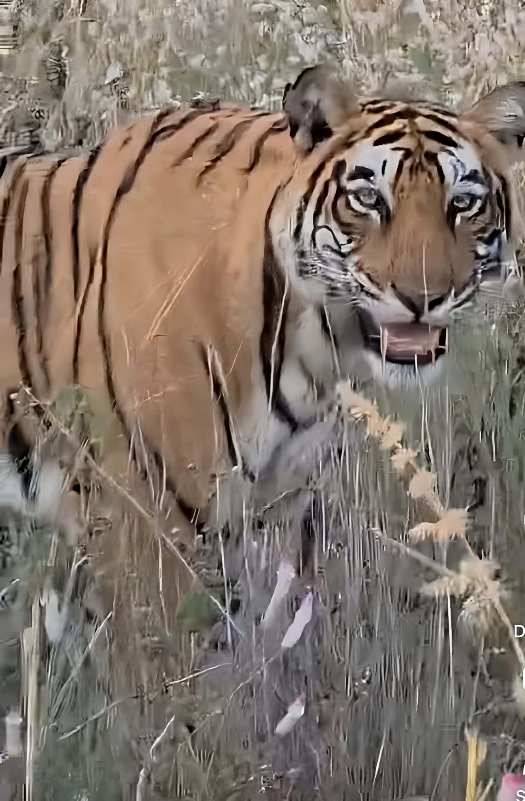 Eye to eye with power — the queen of Ranthambore reigns in silence and grace
