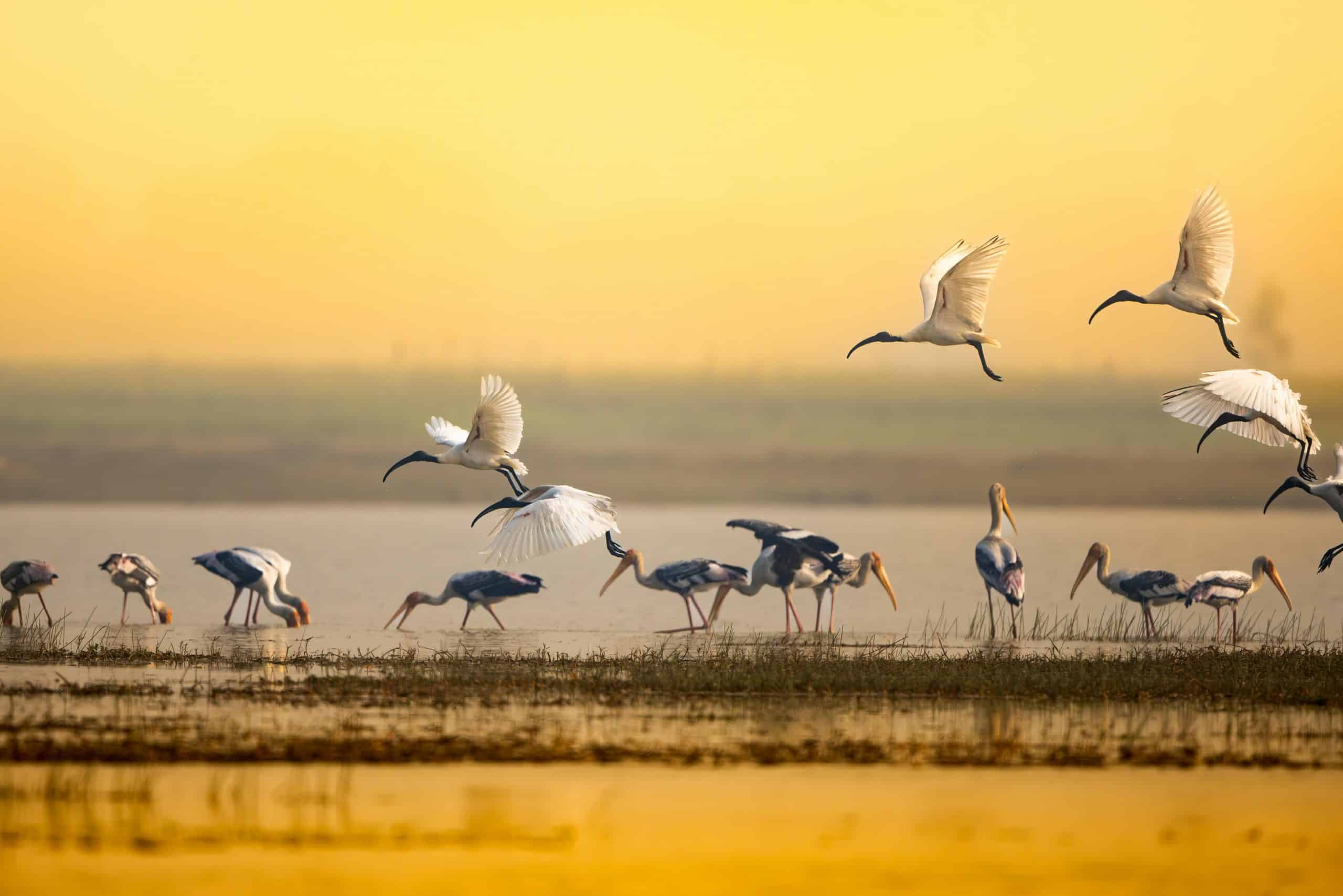 Kochi has taken flight as India’s fastest-growing birdwatching destination. Image courtesy: Sanjeev Kumar Maurya, Agoda