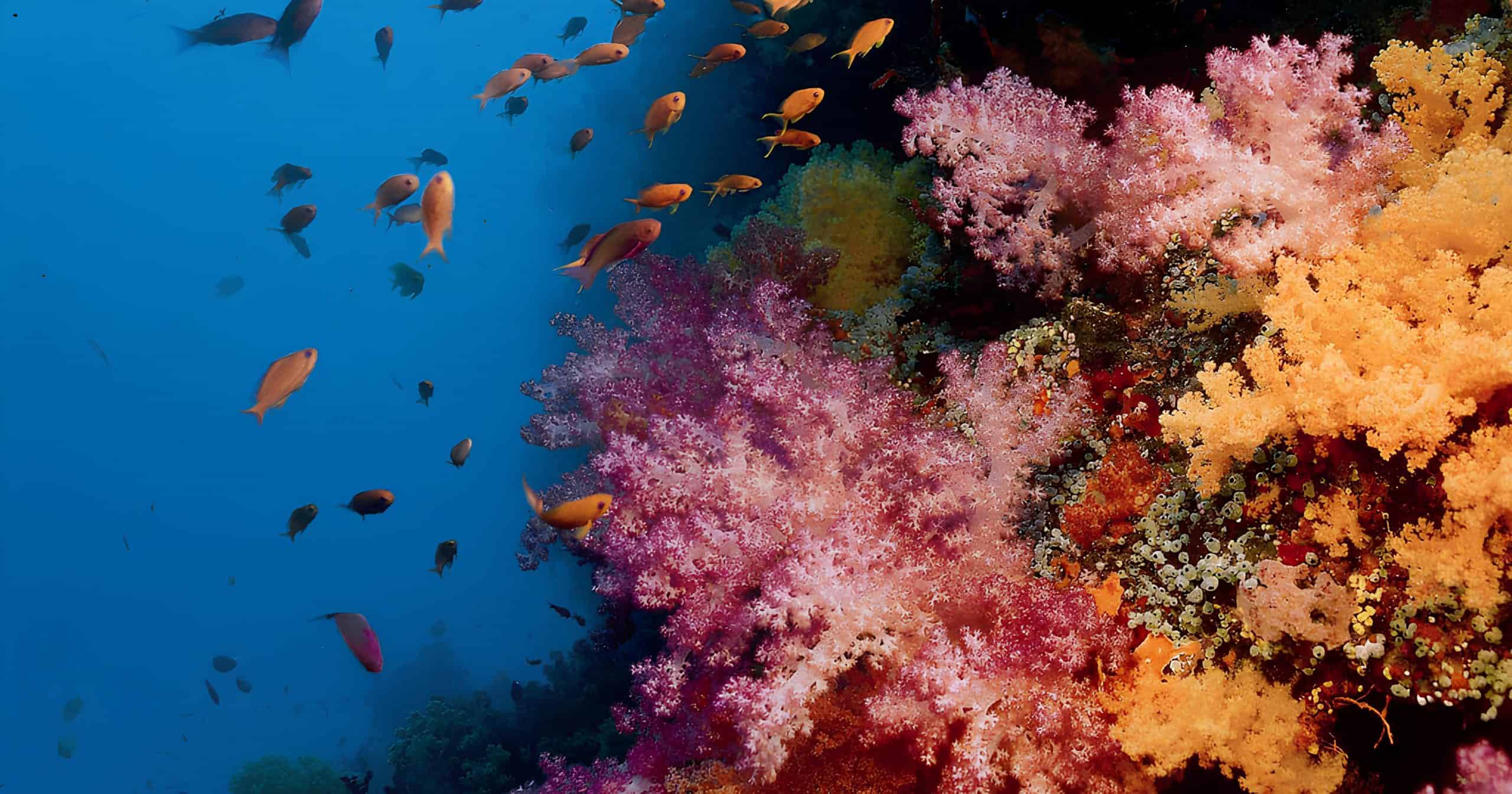 Maldives Reefs. Courtesy: Reef Check Foundation