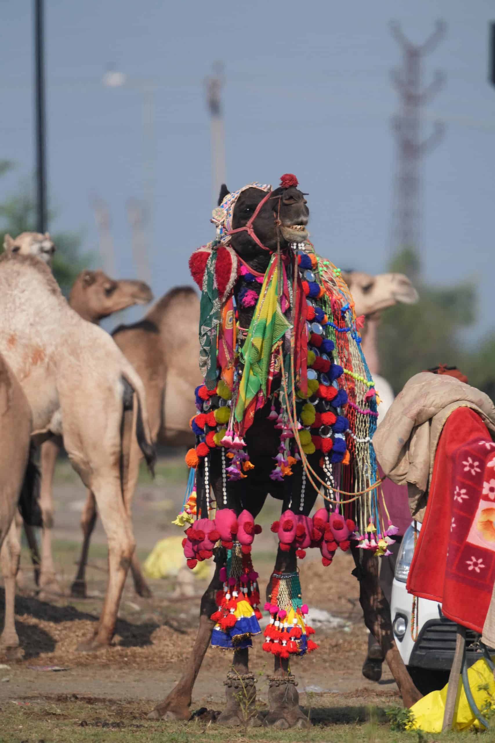 Chandrabhaga Cattle Fair
