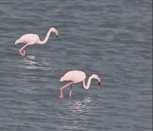 Flamingos wading quietly through the shallow waters of the Rann.