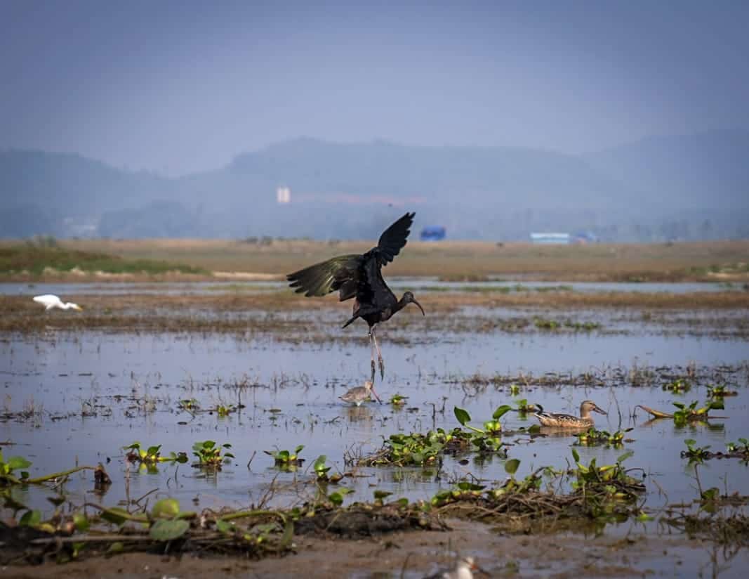 6th National Chilika Bird Festival 2026 inaugurated in Bhubaneswar. Image courtesy Odisha Tourism