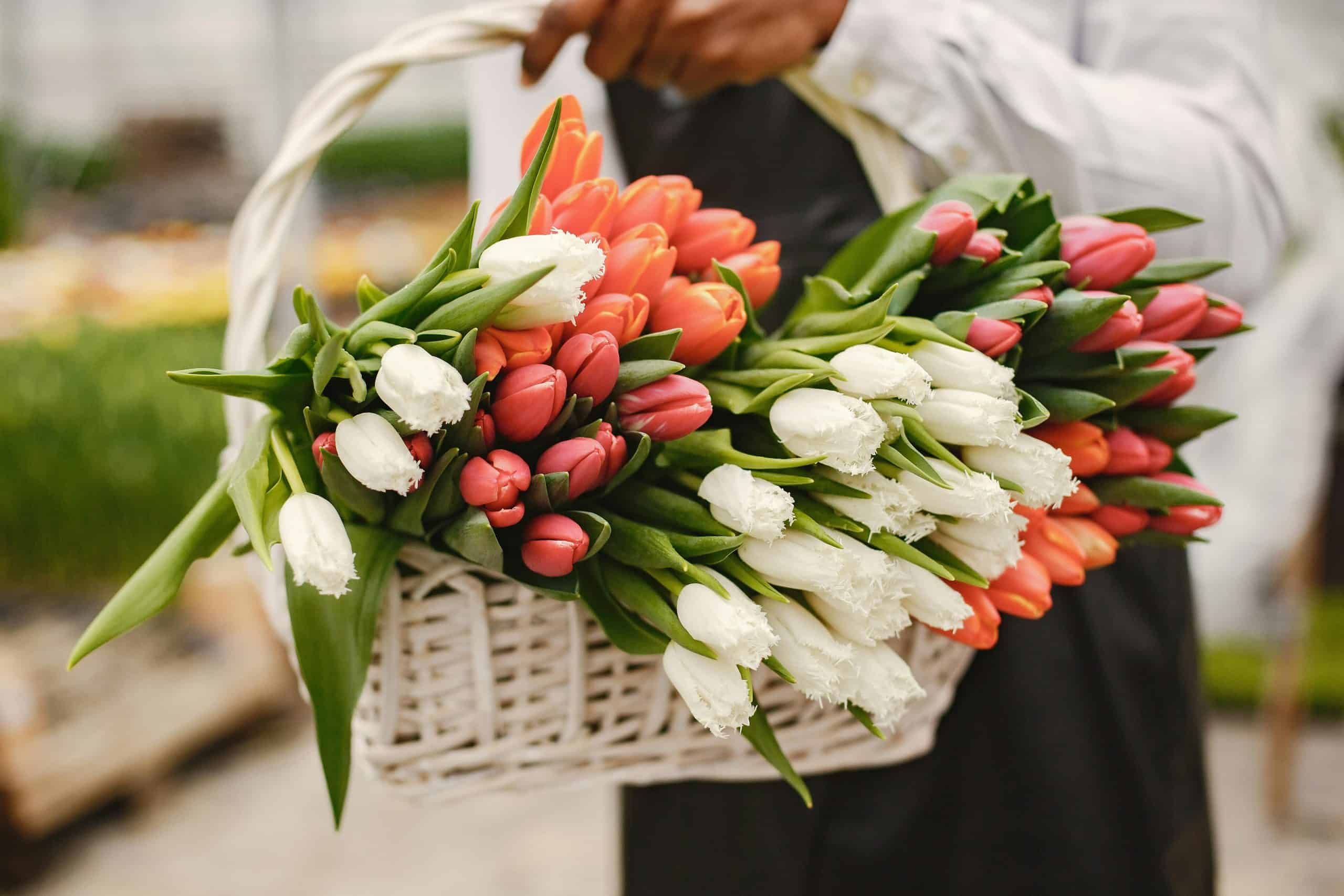 Close-Up Shot of Colorful Tulips in White Basket. Courtesy: Gustavo Fring, Pexels