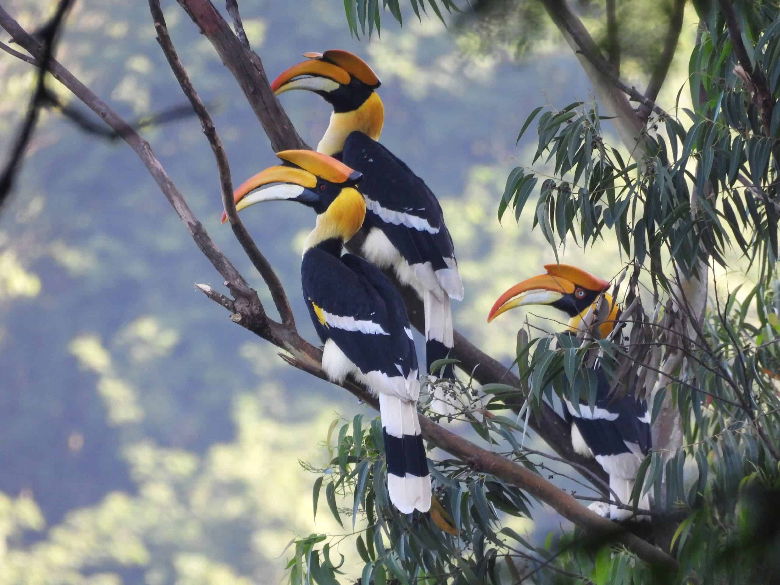 5 stunning himalayan birding routes to explore. Image Courtesy: Rohitjahnavi 