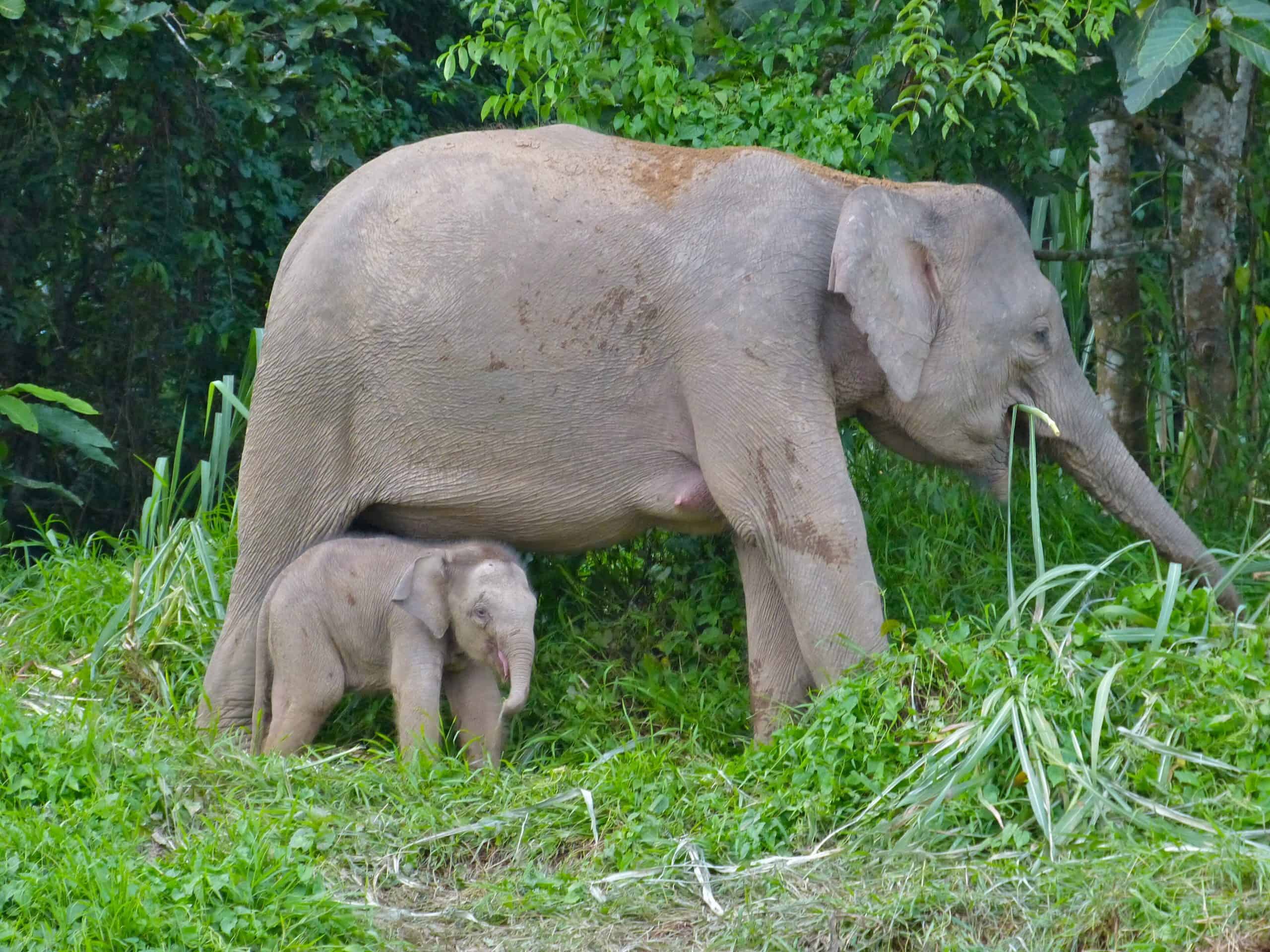 A female Pygmy elephant with her calf near the Kinabatangan River. Courtesy: Wikimedia Commons