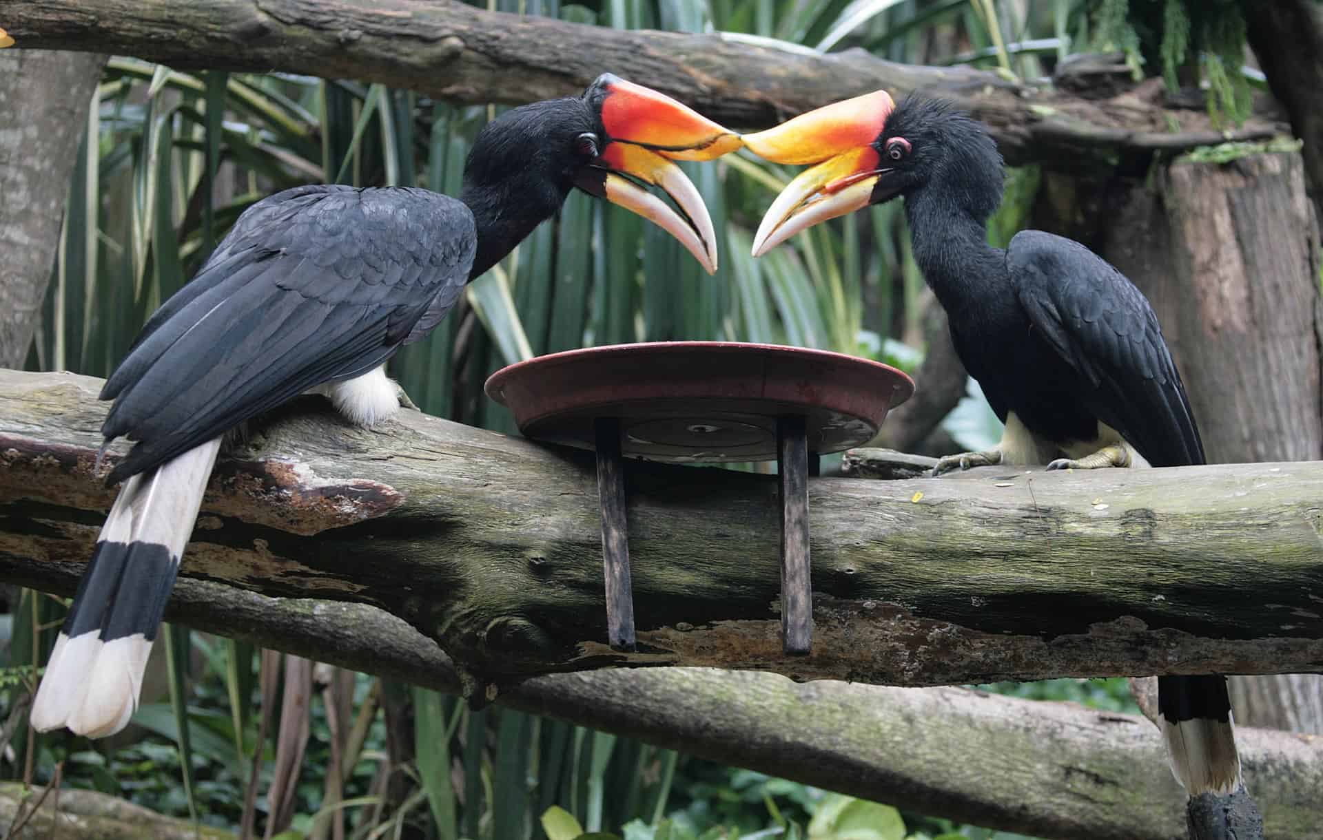 A pair of Rhinoceros Hornbills at Ulu Temburong National Park. Courtesy: Wikimedia Commons
