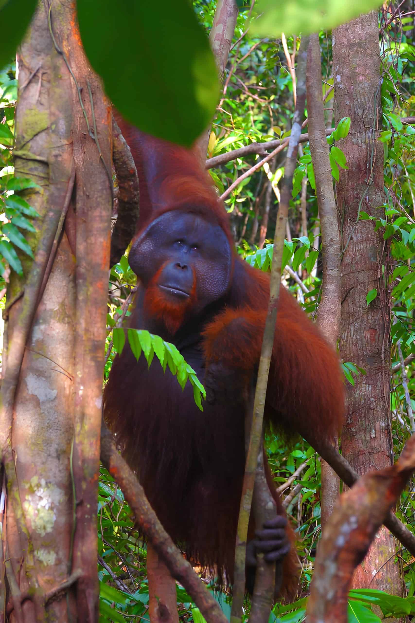 Male orangutan in Tanjung Puting National Park. Courtesy: Wikimedia Commons