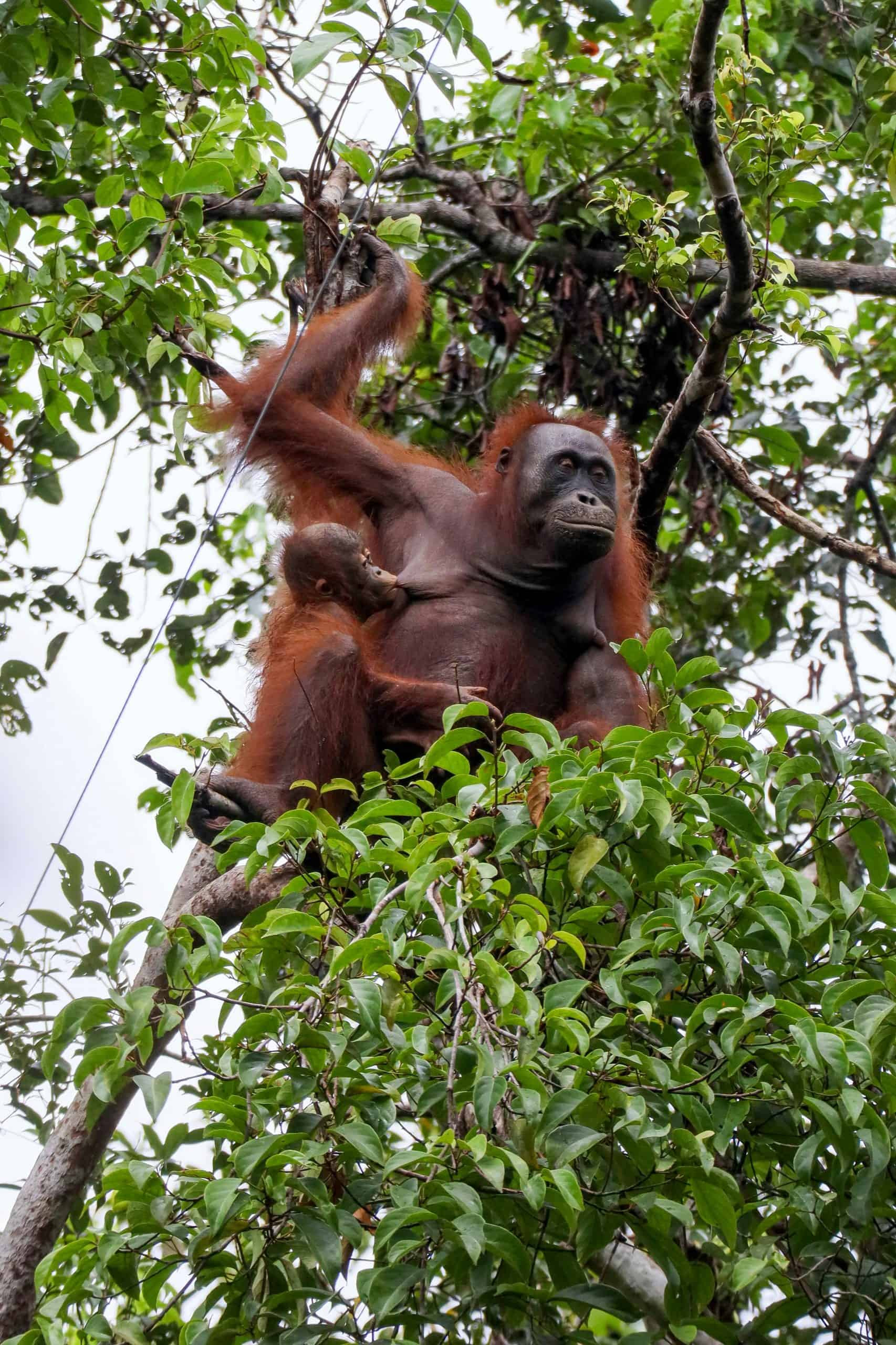 Orangutan with her Baby in the Borneo Forest. Courtesy: Arwin Waworuntu, Pexels