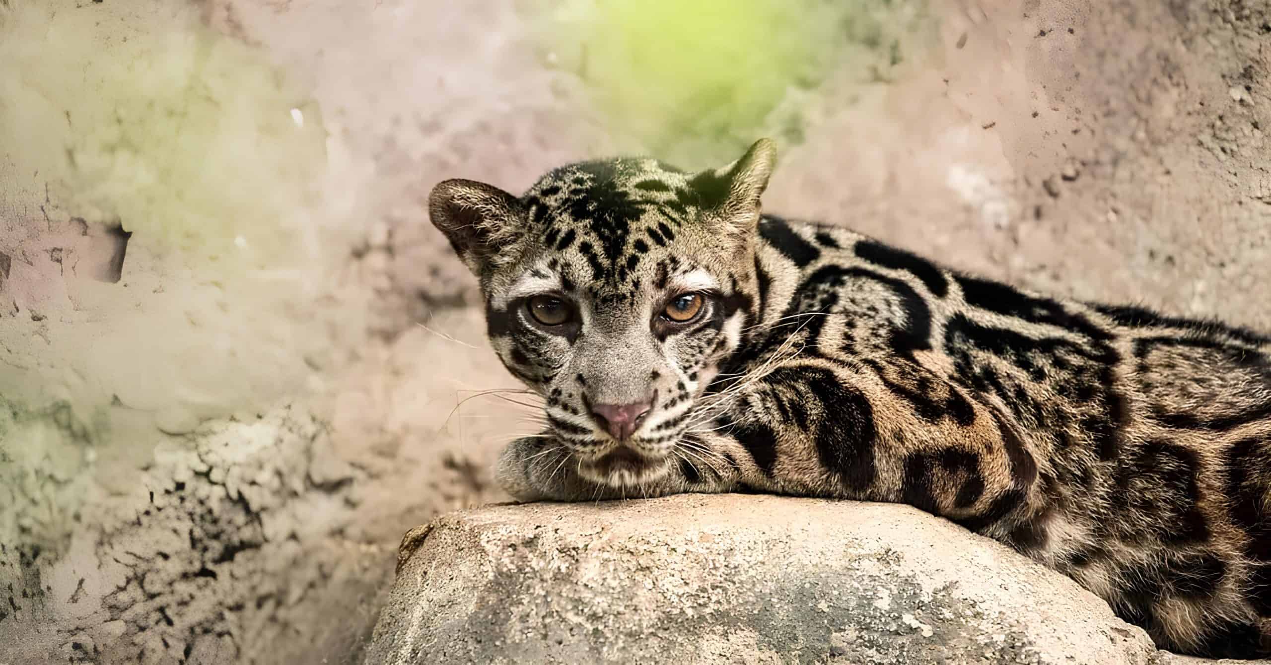 The Sunda clouded leopard. Courtesy: BigCatsWildCats