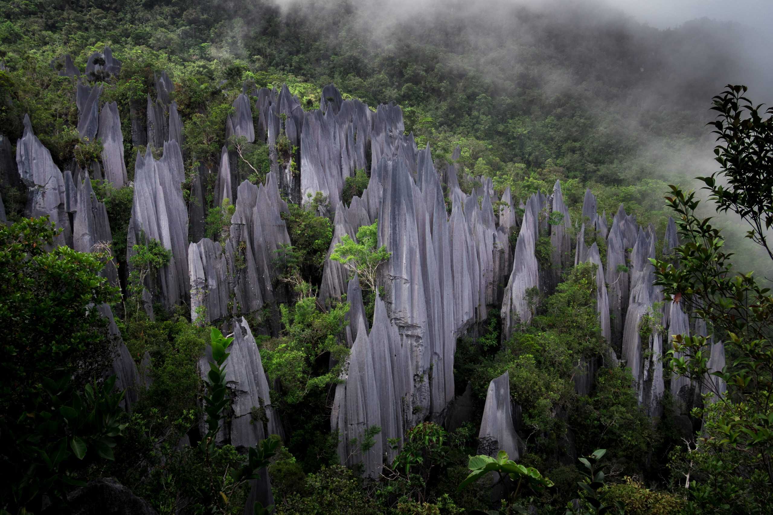 The limestone pinnacles of Mount Api in Gunung Mulu National Park. Courtesy: Wikimedia Commons