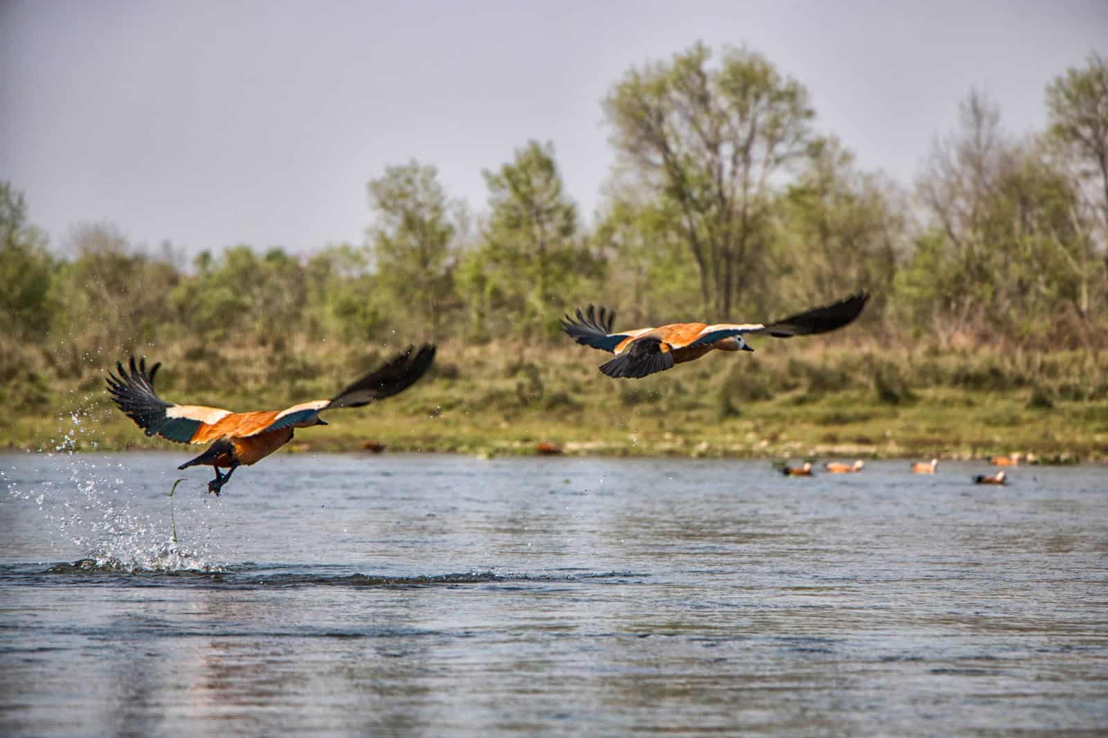 Birds at Chitwan National Park in the Himalaya. Image Courtesy: Moj.photo via Wikimedia Commons