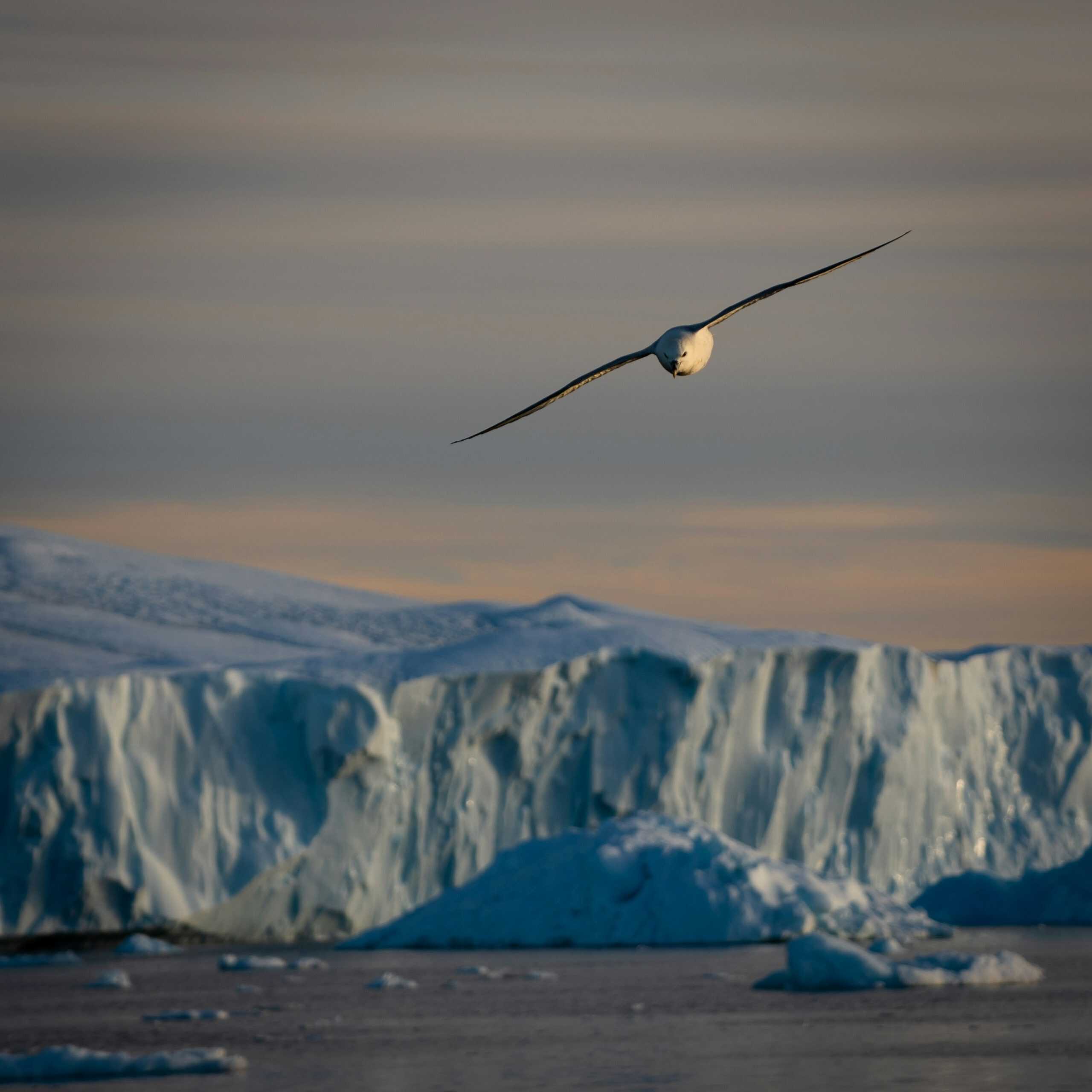 Ilulissat & Disko Bay, Greenland. Image courtesy: Andrew St Laurence, Unsplash