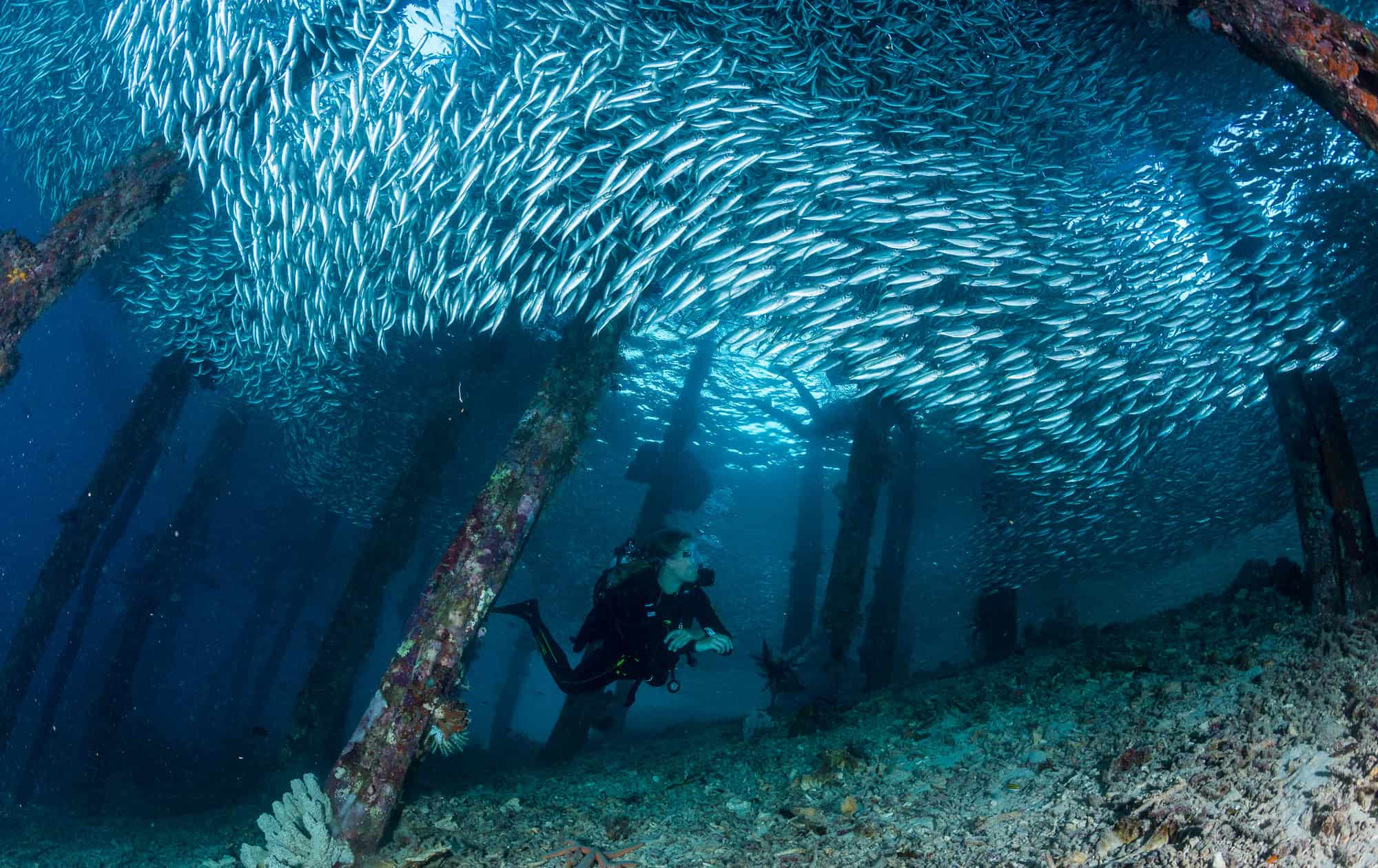 Scuba Diving at Raja Ampat, Indonesia. Image courtesy: nusapenidaislands