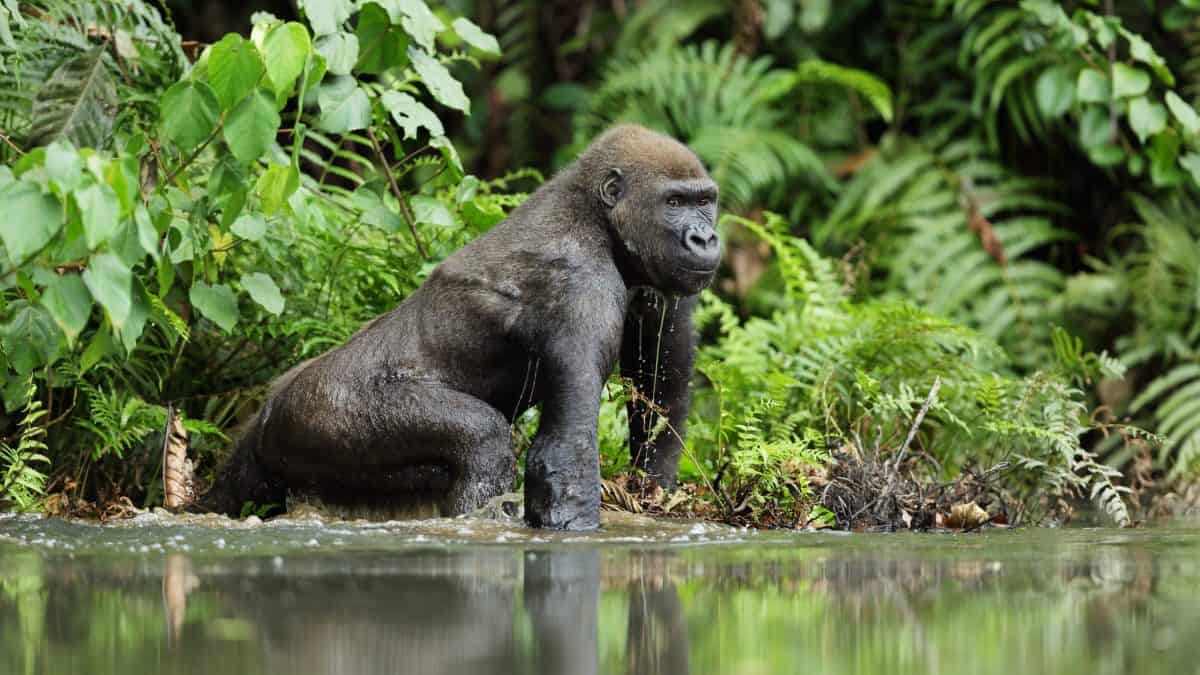 Lowland Gorilla, Loango National Park, Gabon
